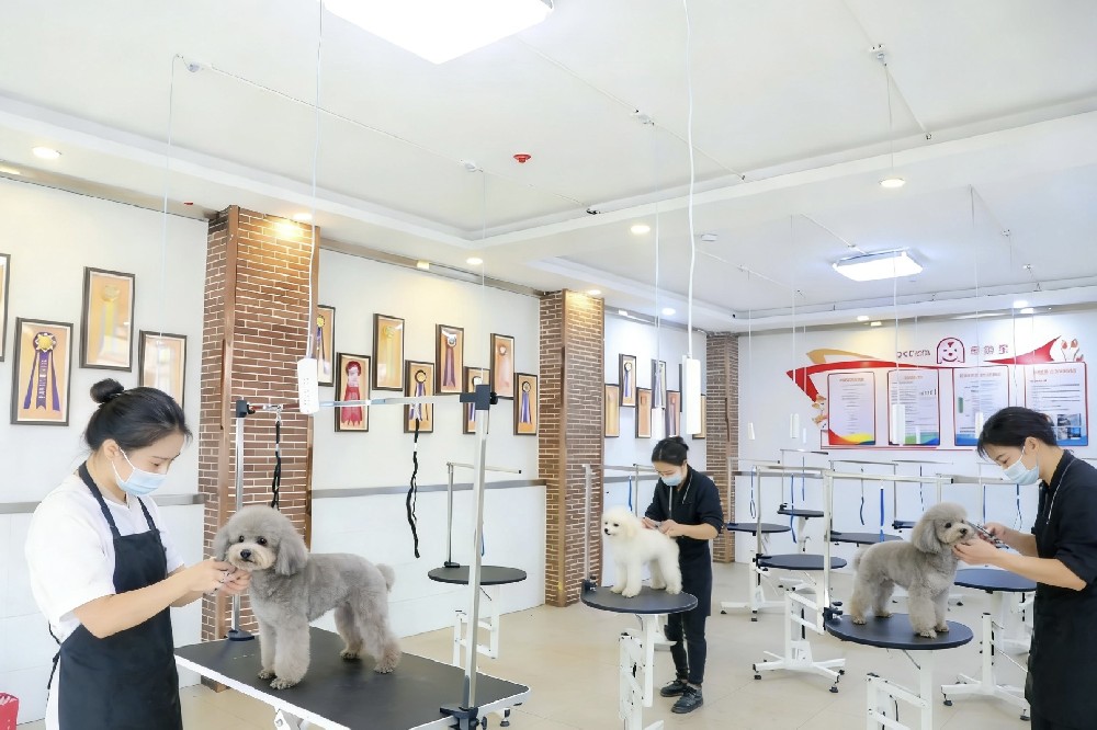 合肥技师学院宠物医疗与护理专业